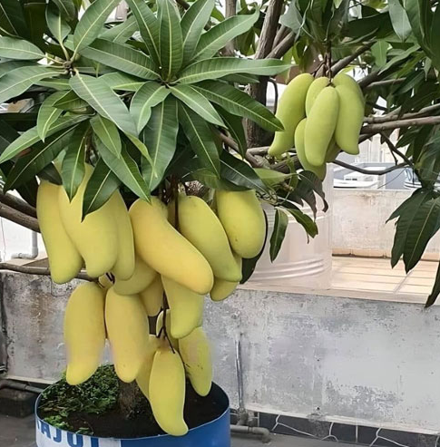 ব্যানানা আম – মিষ্টি, রসে ভরা এবং আঁশবিহীন সুস্বাদু আম