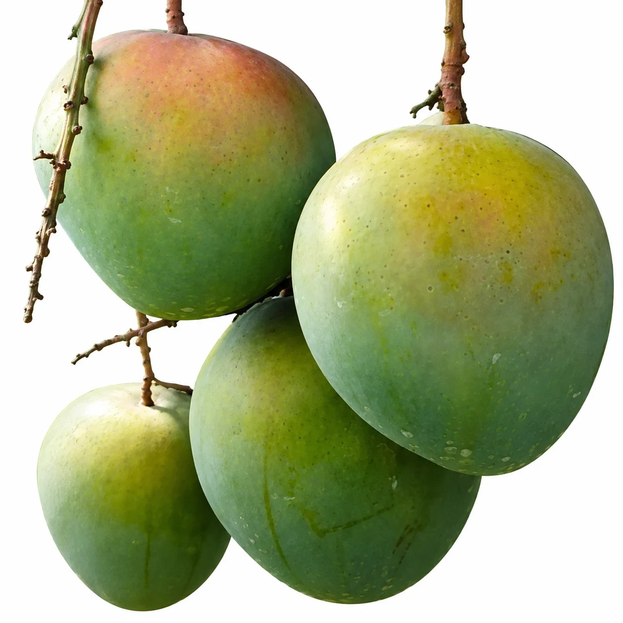 বারি-৪ | Bari-4