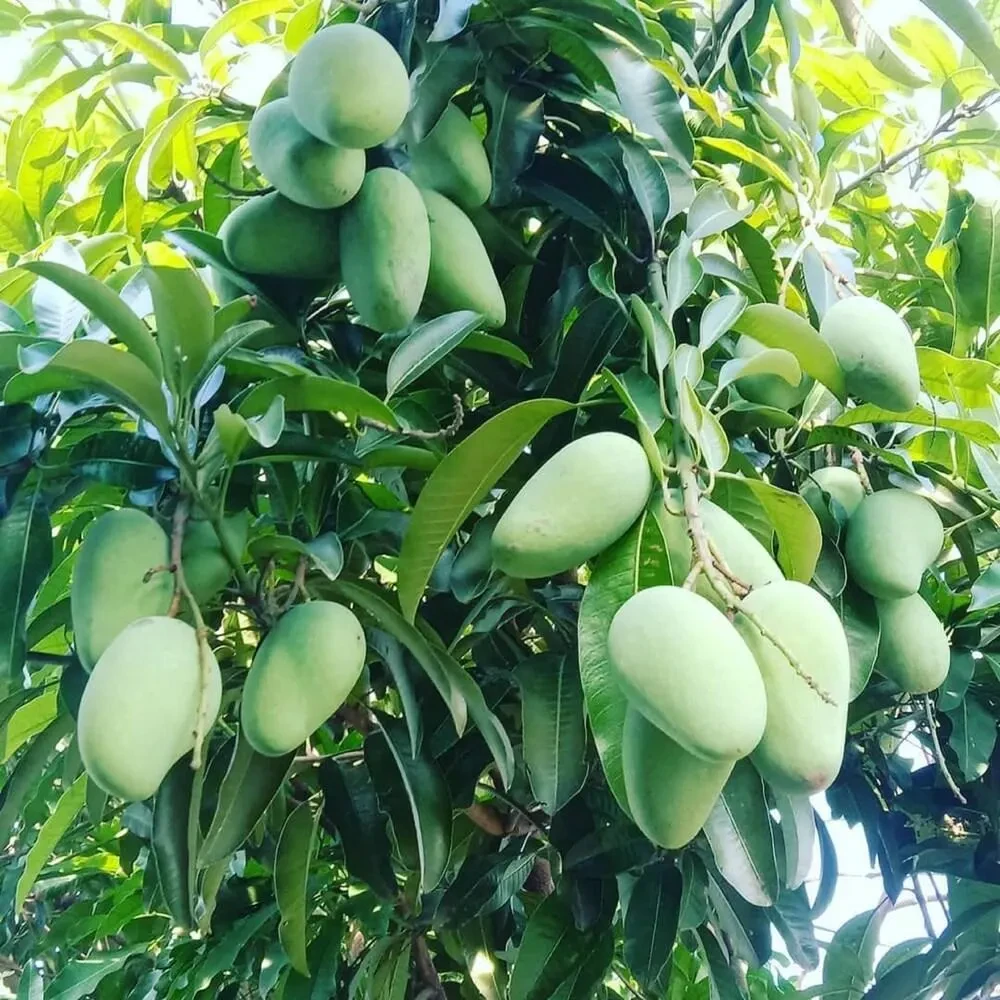 কাটিমন আম – সুস্বাদু ও আকর্ষণীয় জাতের আম