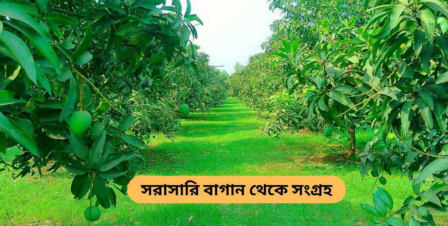 খাঁটি আম promo